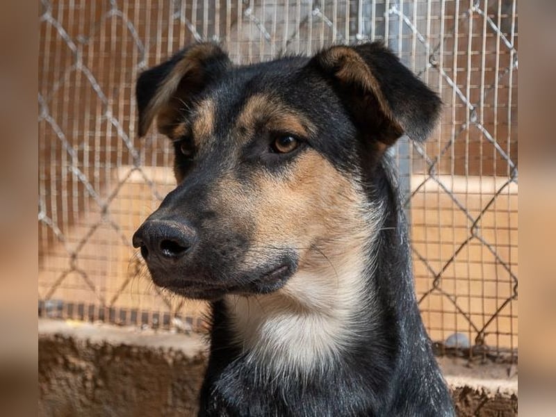 Herzensguter COOPER-liebevoller Freund für Mensch und Hund sucht seine "Für-immer-Familie"