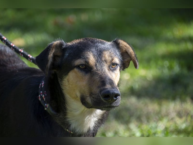 Herzensguter COOPER-liebevoller Freund für Mensch und Hund sucht seine "Für-immer-Familie"