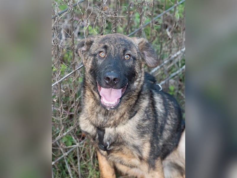 Nikki-auf der Suche nach kuschelnden Händen , die ihm Sicherheit geben