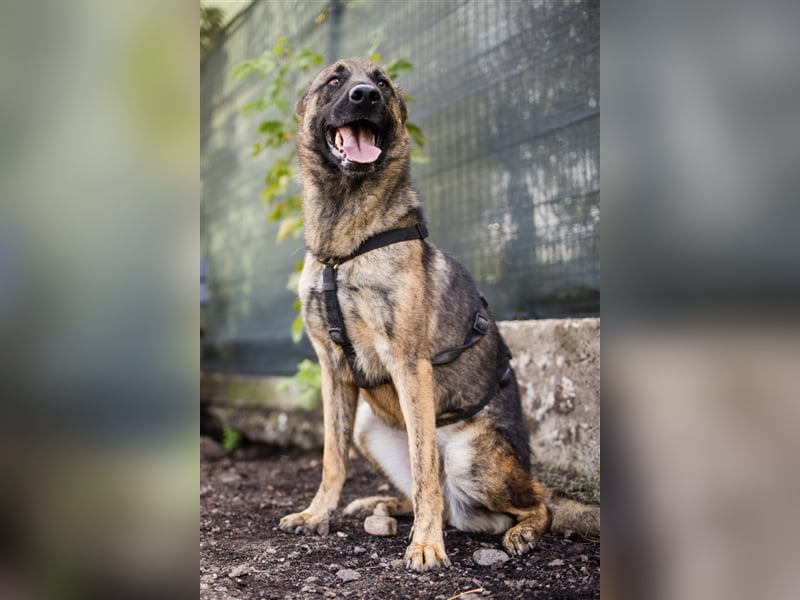 Nikki-auf der Suche nach kuschelnden Händen , die ihm Sicherheit geben