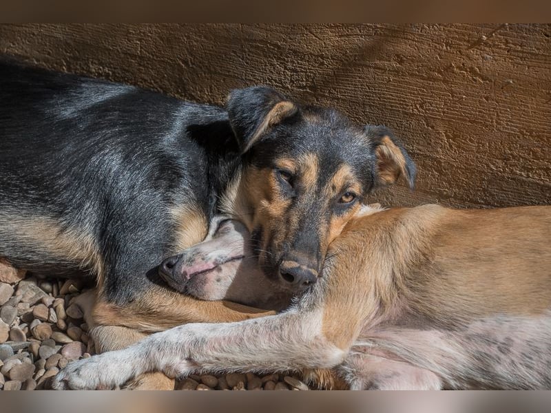 Herzensguter COOPER-liebevoller Freund für Mensch und Hund sucht seine "Für-immer-Familie"