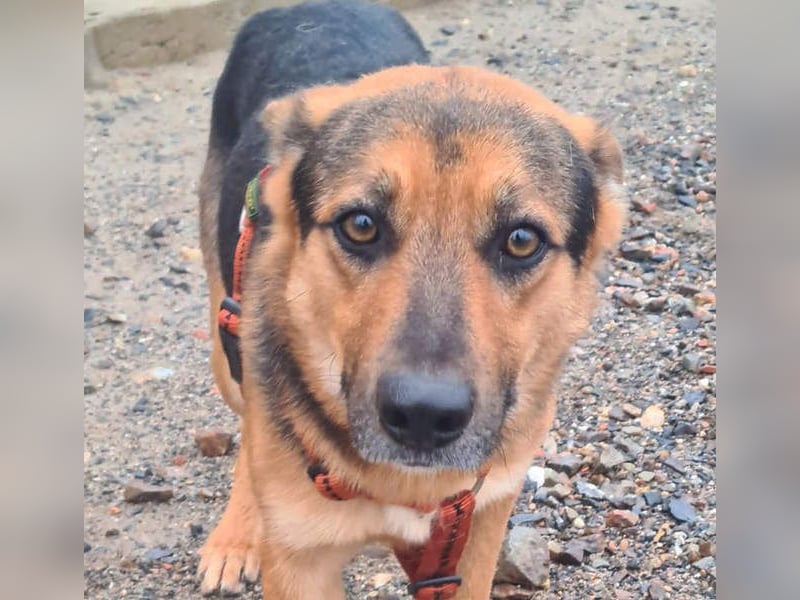 ALEX-ein Blick in seine sanften Augen verrät mehr als 1000 Worte - wer bietet ein liebes Zuhause?