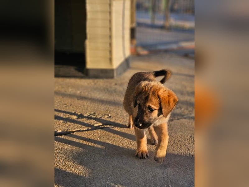 SIRIUS-offener, fröhlicher, vertrauensvoller Bub sucht sein liebevolles Für-immer-Zuhause