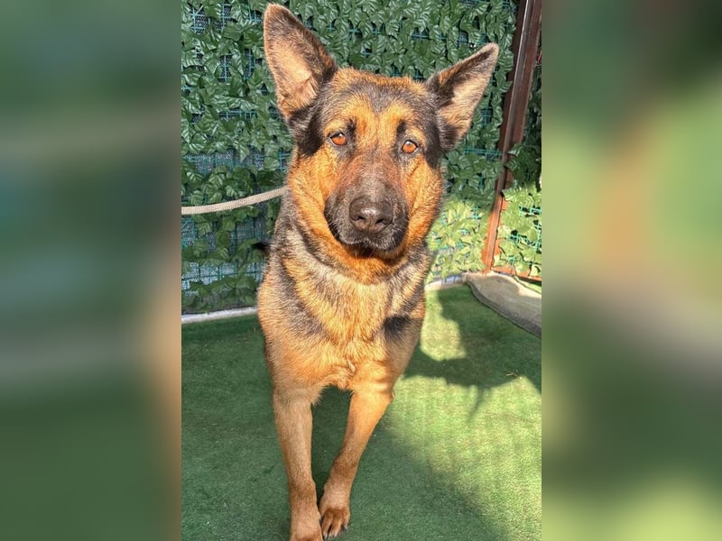 MARIO-wünscht sich nichts sehnlicher als seinen Familienanschluss