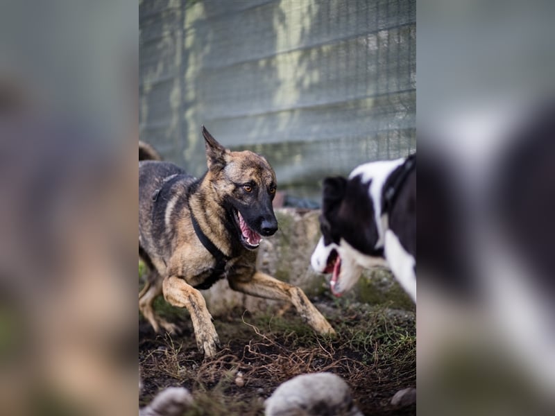 Nikki-auf der Suche nach kuschelnden Händen , die ihm Sicherheit geben