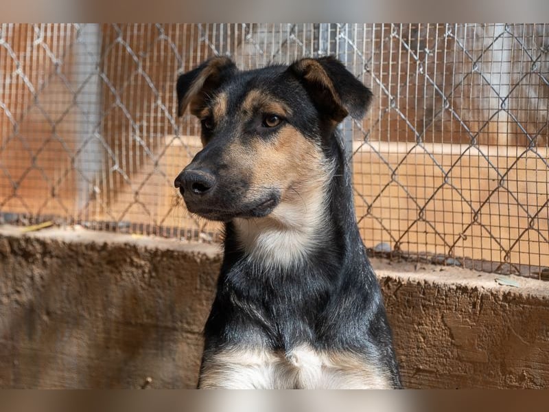 Herzensguter COOPER-liebevoller Freund für Mensch und Hund sucht seine "Für-immer-Familie"