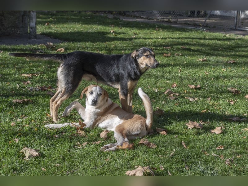 Herzensguter COOPER-liebevoller Freund für Mensch und Hund sucht seine "Für-immer-Familie"