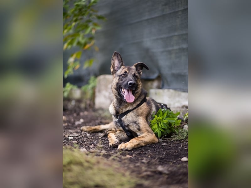 Nikki-auf der Suche nach kuschelnden Händen , die ihm Sicherheit geben
