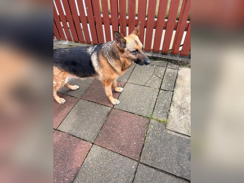 ASTRID- lieb, ruhig, sensibel, ausgeglichen, traurig, sucht liebevolle Familie