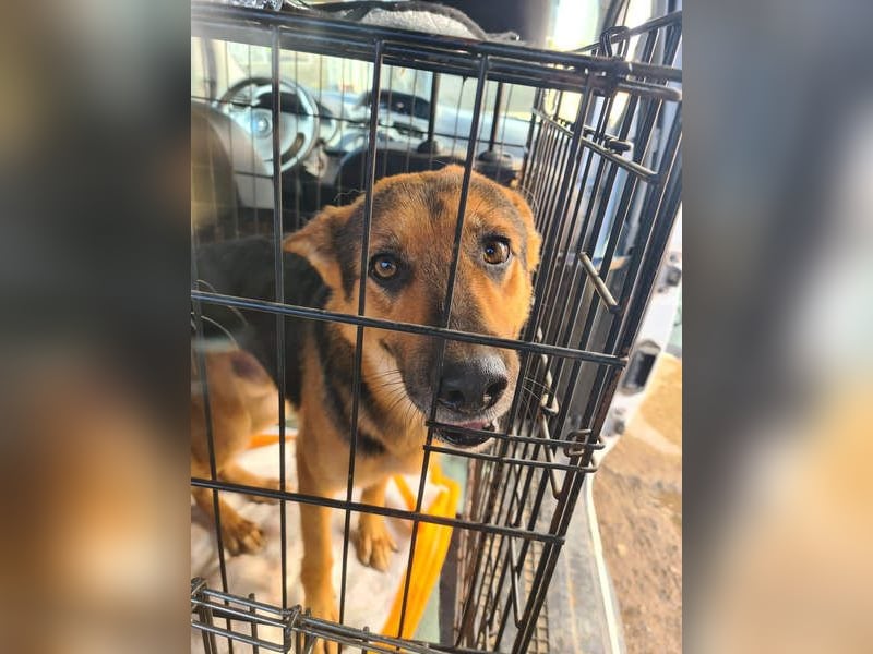 ALEX-ein Blick in seine sanften Augen verrät mehr als 1000 Worte - wer bietet ein liebes Zuhause?