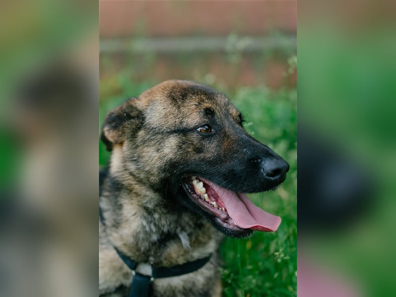 Nikki-auf der Suche nach kuschelnden Händen , die ihm Sicherheit geben