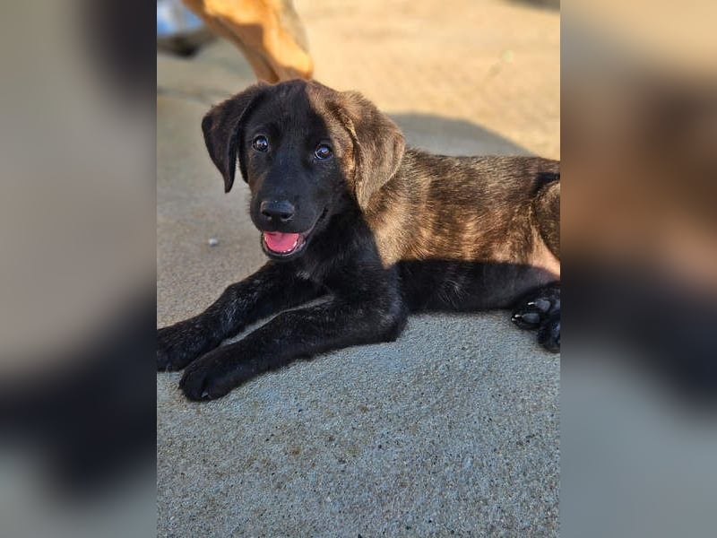 PANDORA wunderschönes Mädchen auf der Suche nach ihrem Für- immer-Körbchen