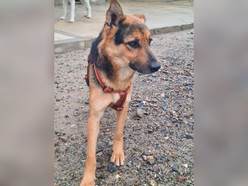 ALEX-ein Blick in seine sanften Augen verrät mehr als 1000 Worte - wer bietet ein liebes Zuhause?