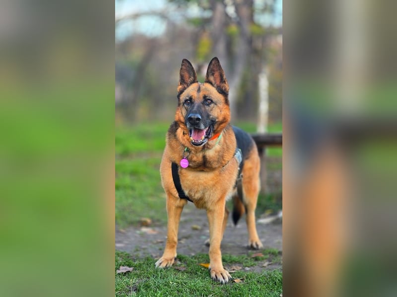 ASTRID- lieb, ruhig, sensibel, ausgeglichen, traurig, sucht liebevolle Familie