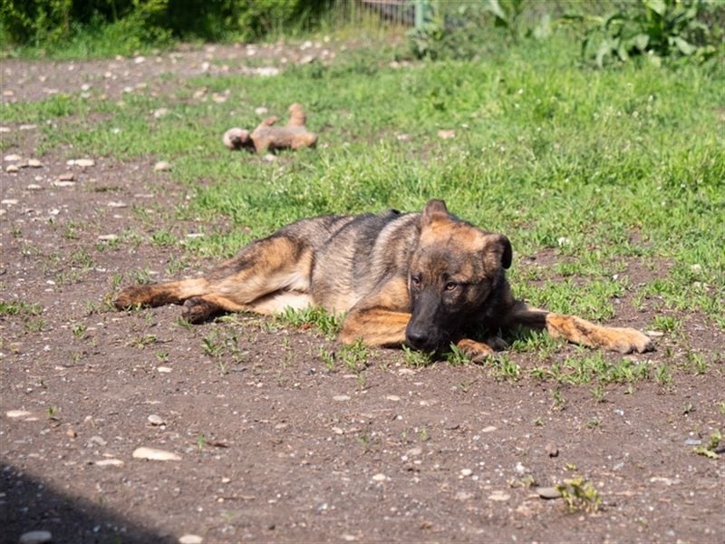 Nikki-auf der Suche nach kuschelnden Händen , die ihm Sicherheit geben