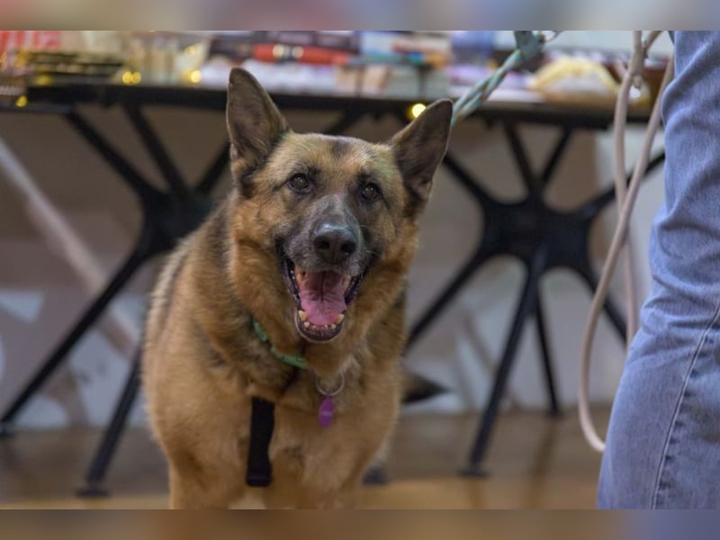 ASTRID- lieb, ruhig, sensibel, ausgeglichen, traurig, sucht liebevolle Familie