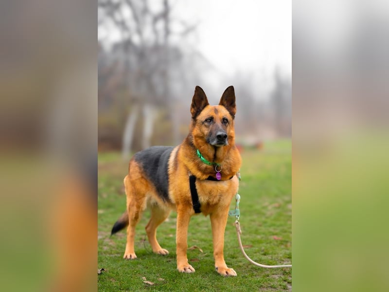 ASTRID- lieb, ruhig, sensibel, ausgeglichen, traurig, sucht liebevolle Familie