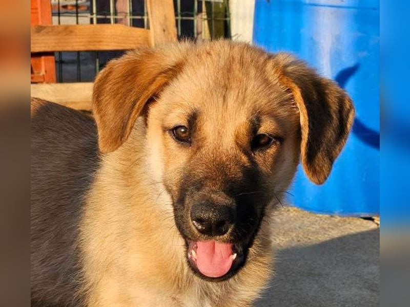 SIRIUS-offener, fröhlicher, vertrauensvoller Bub sucht sein liebevolles Für-immer-Zuhause