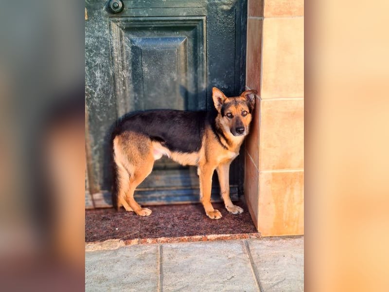 ALEX-ein Blick in seine sanften Augen verrät mehr als 1000 Worte - wer bietet ein liebes Zuhause?