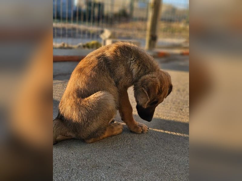 SIRIUS-offener, fröhlicher, vertrauensvoller Bub sucht sein liebevolles Für-immer-Zuhause