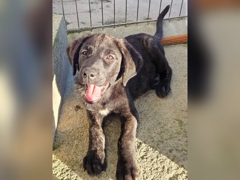 PANDORA wunderschönes Mädchen auf der Suche nach ihrem Für- immer-Körbchen