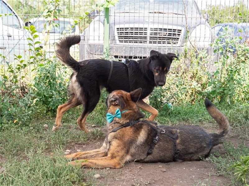 Nikki-auf der Suche nach kuschelnden Händen , die ihm Sicherheit geben