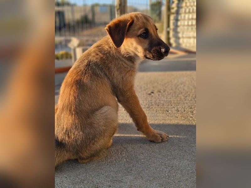 SIRIUS-offener, fröhlicher, vertrauensvoller Bub sucht sein liebevolles Für-immer-Zuhause