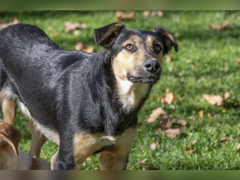 Herzensguter COOPER-liebevoller Freund für Mensch und Hund sucht seine "Für-immer-Familie"