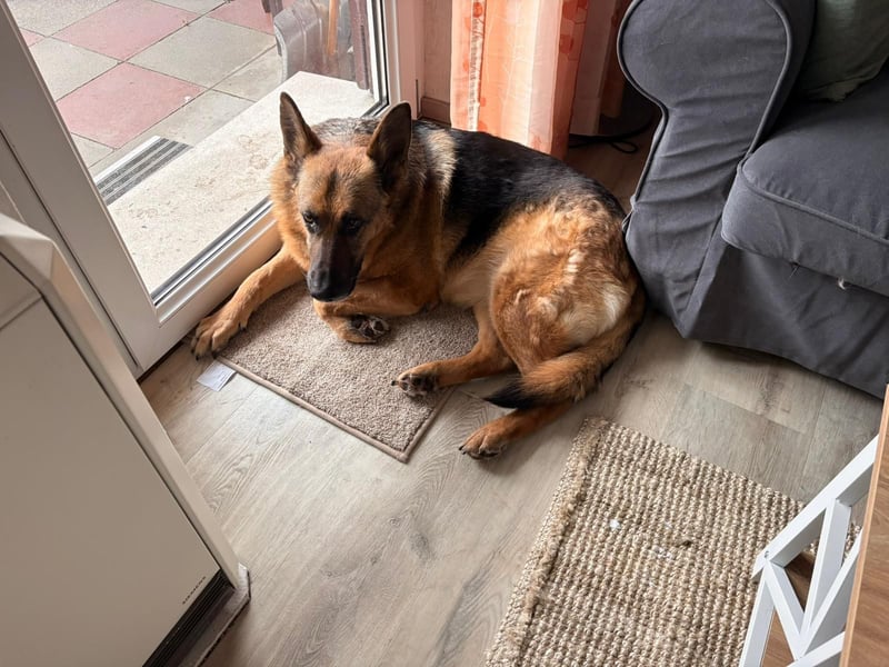 ASTRID- lieb, ruhig, sensibel, ausgeglichen, traurig, sucht liebevolle Familie