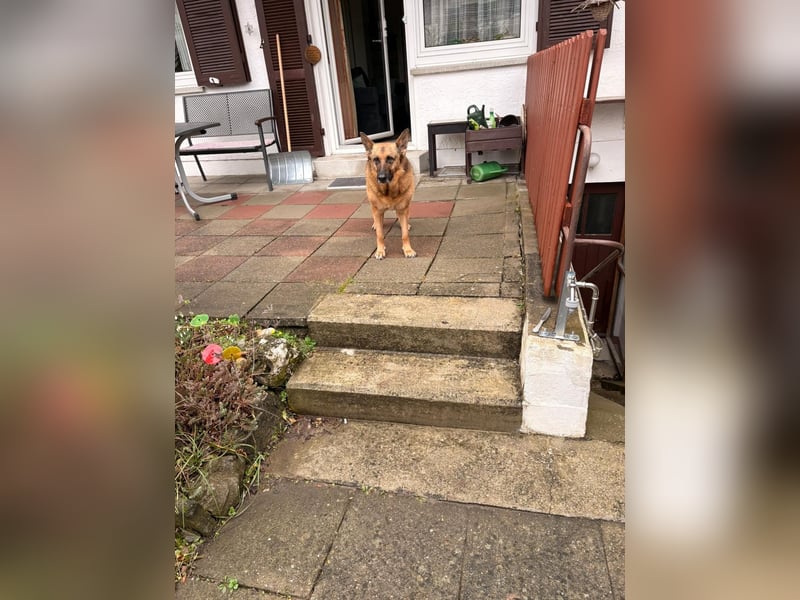 ASTRID- lieb, ruhig, sensibel, ausgeglichen, traurig, sucht liebevolle Familie