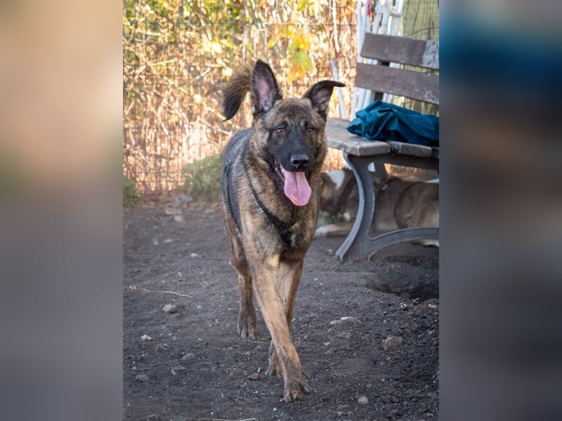 Nikki-auf der Suche nach kuschelnden Händen , die ihm Sicherheit geben