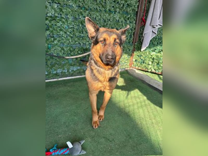 MARIO-wünscht sich nichts sehnlicher als seinen Familienanschluss