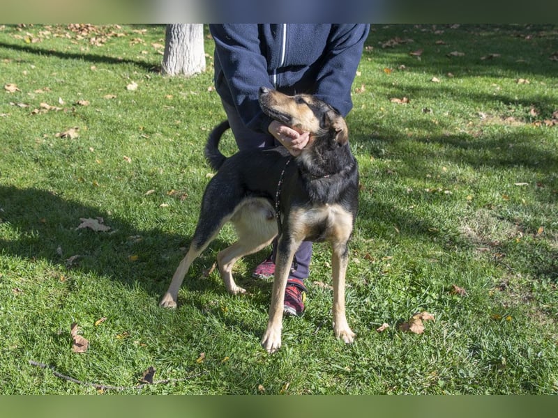 Herzensguter COOPER-liebevoller Freund für Mensch und Hund sucht seine "Für-immer-Familie"