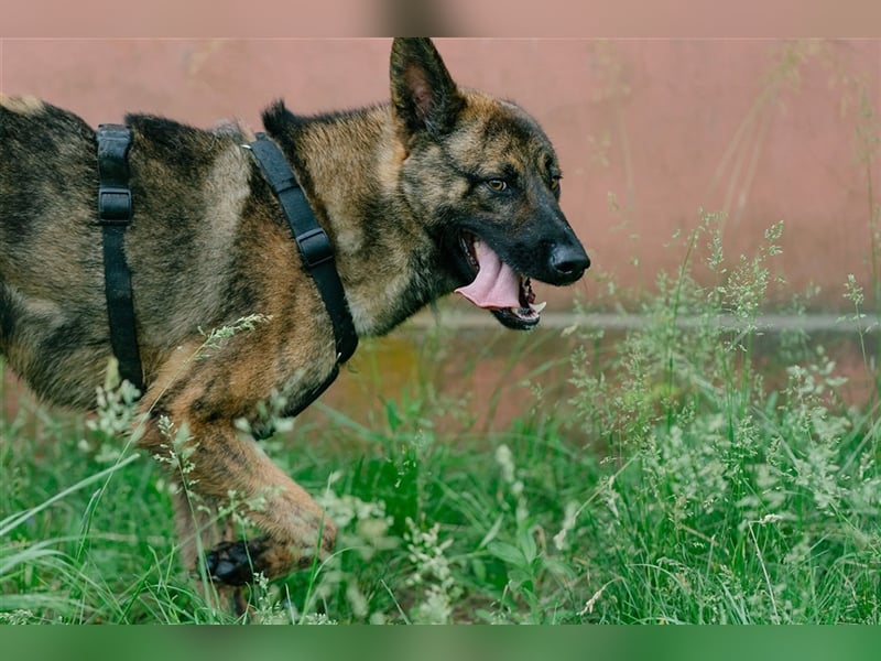 Nikki-auf der Suche nach kuschelnden Händen , die ihm Sicherheit geben