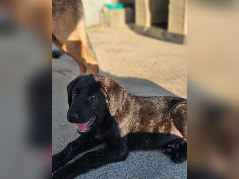 PANDORA wunderschönes Mädchen auf der Suche nach ihrem Für- immer-Körbchen