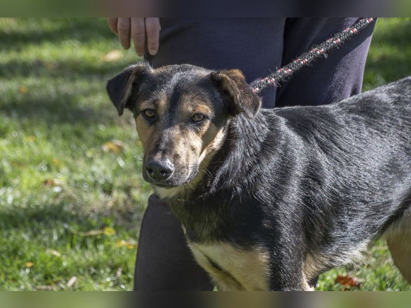 Herzensguter COOPER-liebevoller Freund für Mensch und Hund sucht seine "Für-immer-Familie"