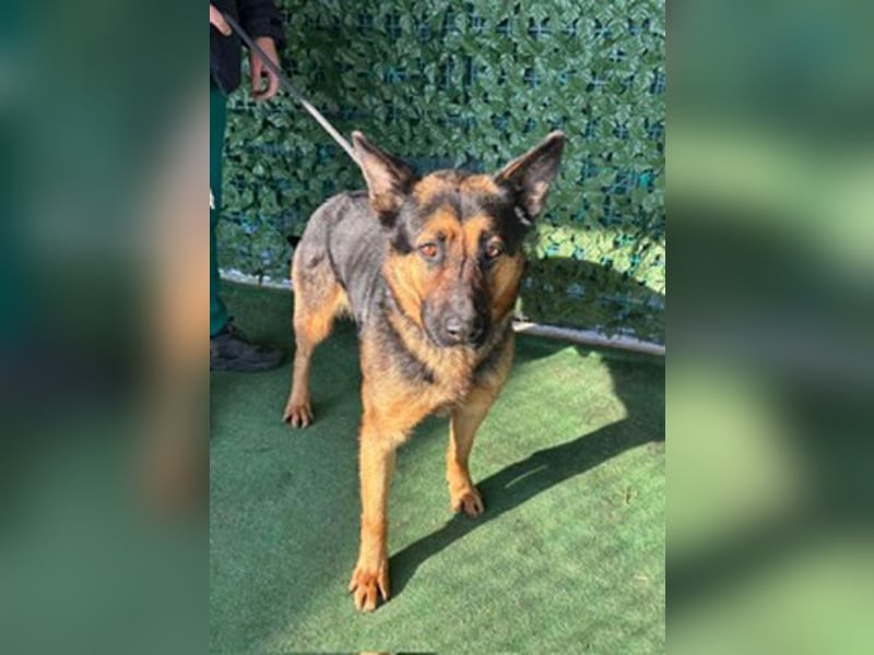 MARIO-wünscht sich nichts sehnlicher als seinen Familienanschluss