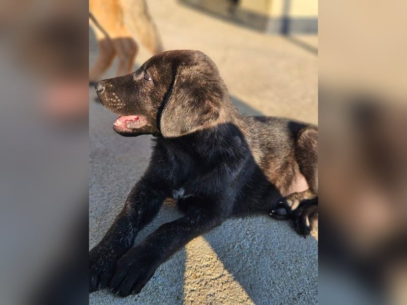 PANDORA wunderschönes Mädchen auf der Suche nach ihrem Für- immer-Körbchen