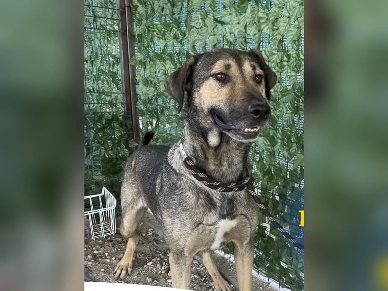 HUGO-traurige Augen, freundliches Herz,ruhig, offen, kooperativ, neugierig wartet auf  sein Zuhause