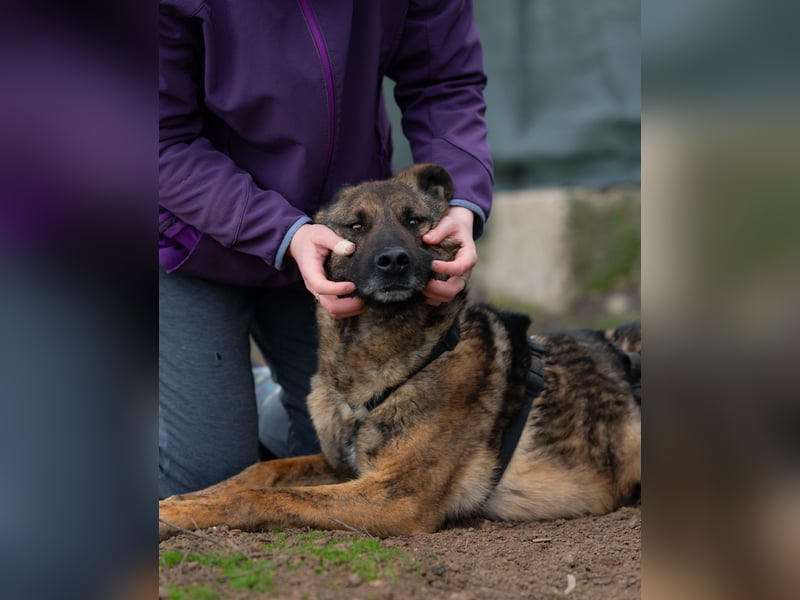 Nikki-auf der Suche nach kuschelnden Händen , die ihm Sicherheit geben