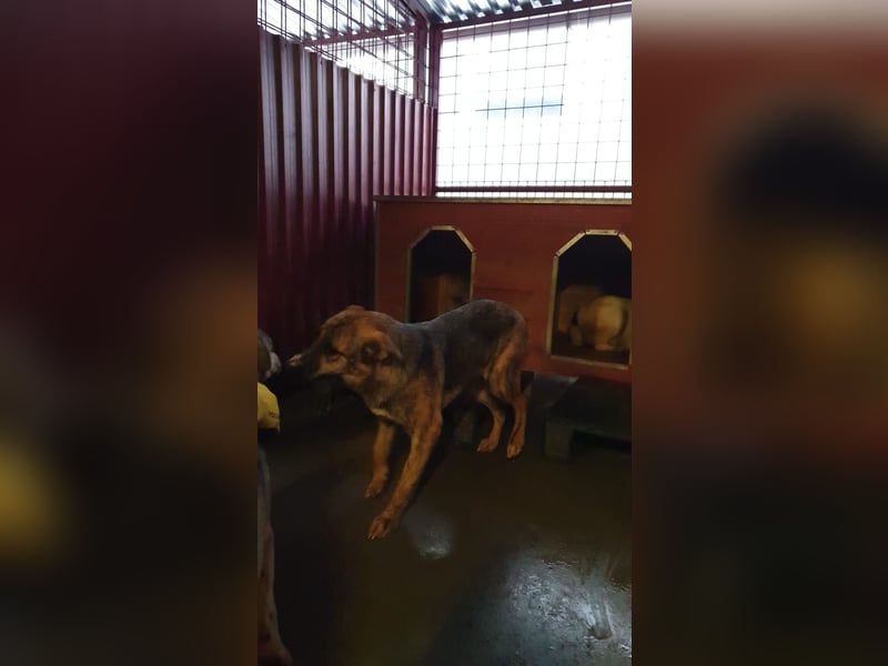 FENJA-wartet sehnsüchtig auf ihr liebevolles, Für-immer-Zuhause mit geduldigen Menschen