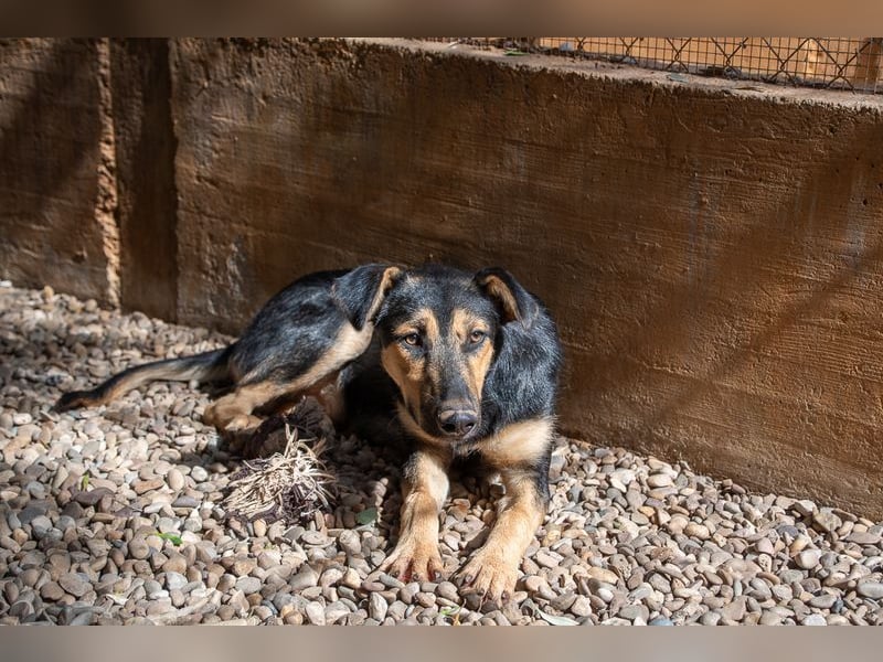 Herzensguter COOPER-liebevoller Freund für Mensch und Hund sucht seine "Für-immer-Familie"