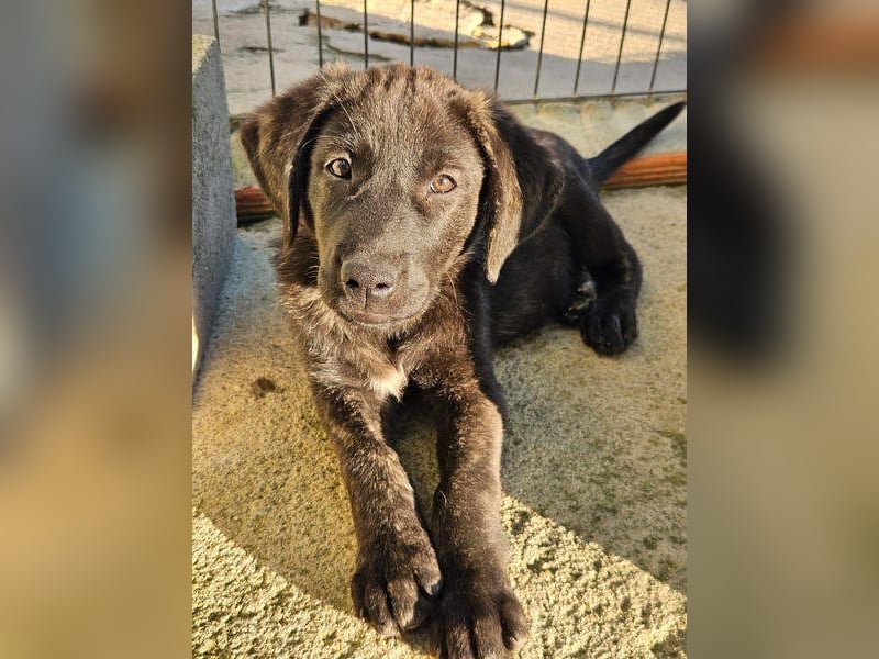 PANDORA wunderschönes Mädchen auf der Suche nach ihrem Für- immer-Körbchen