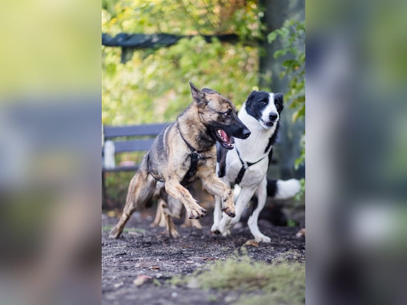 Nikki-auf der Suche nach kuschelnden Händen , die ihm Sicherheit geben