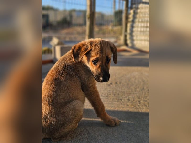 SIRIUS-offener, fröhlicher, vertrauensvoller Bub sucht sein liebevolles Für-immer-Zuhause