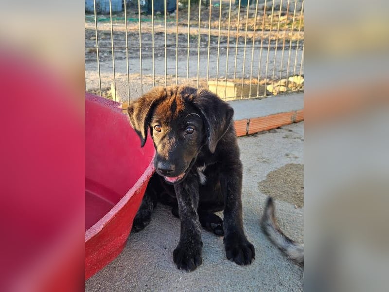 PANDORA wunderschönes Mädchen auf der Suche nach ihrem Für- immer-Körbchen