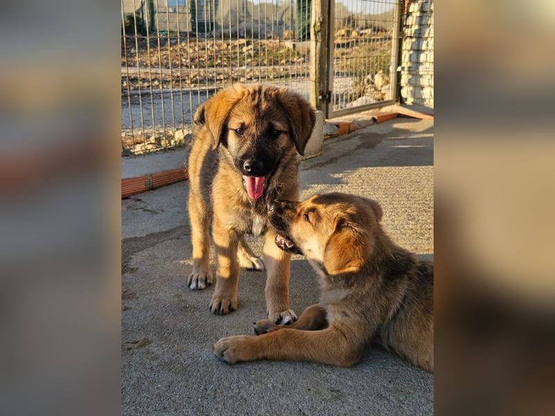 SIRIUS-offener, fröhlicher, vertrauensvoller Bub sucht sein liebevolles Für-immer-Zuhause