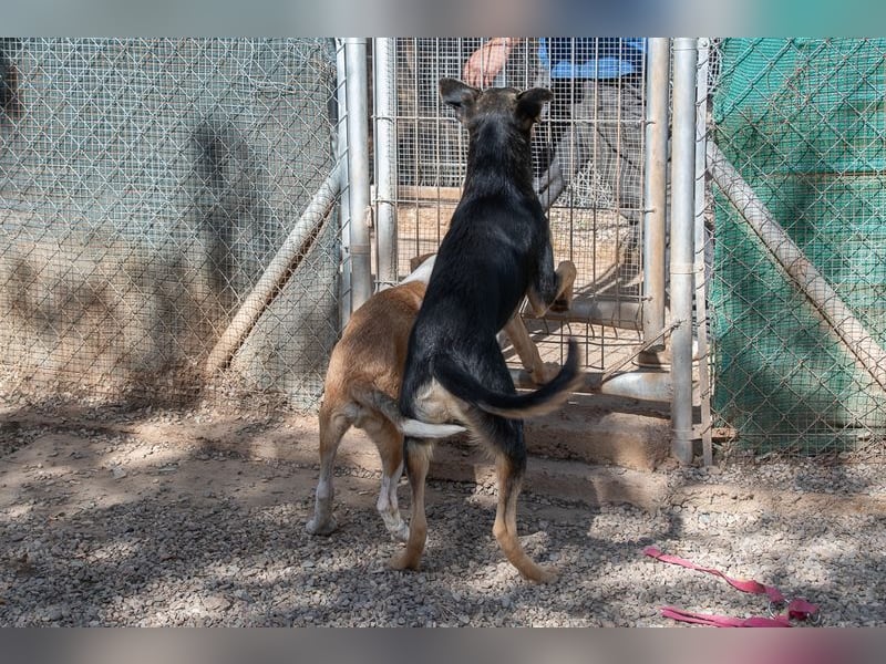 Herzensguter COOPER-liebevoller Freund für Mensch und Hund sucht seine "Für-immer-Familie"