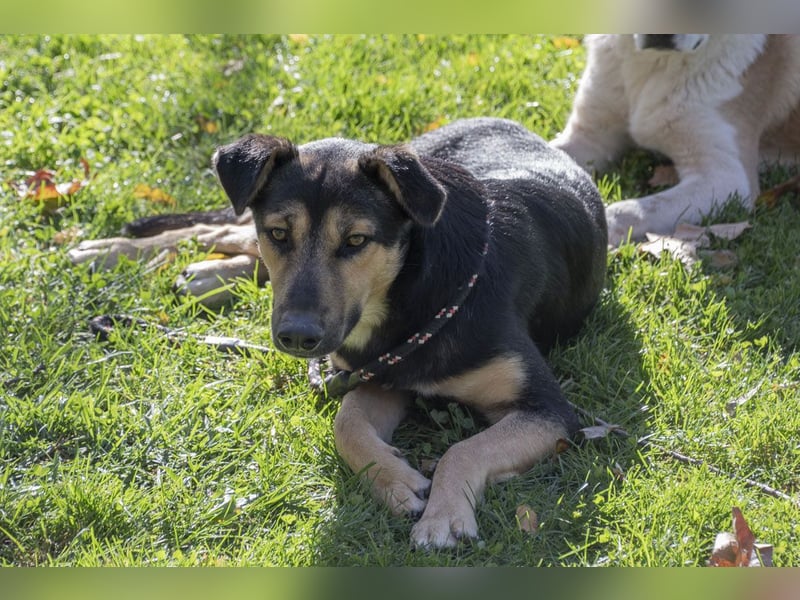 Herzensguter COOPER-liebevoller Freund für Mensch und Hund sucht seine "Für-immer-Familie"