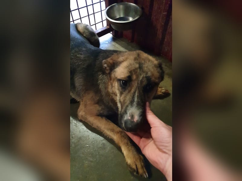 FENJA-wartet sehnsüchtig auf ihr liebevolles, Für-immer-Zuhause mit geduldigen Menschen